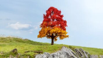 Eiche, Herbst